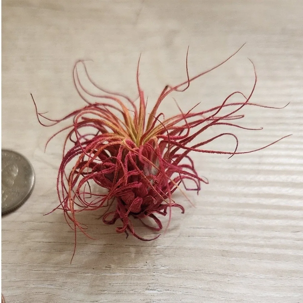 Pink Magenta Small Dried Airplant Tillandsia Preserved Decorative Specimen